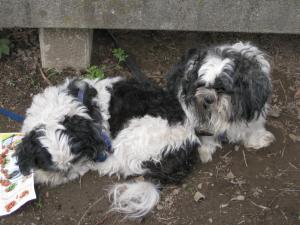 090630dog 007.jpg